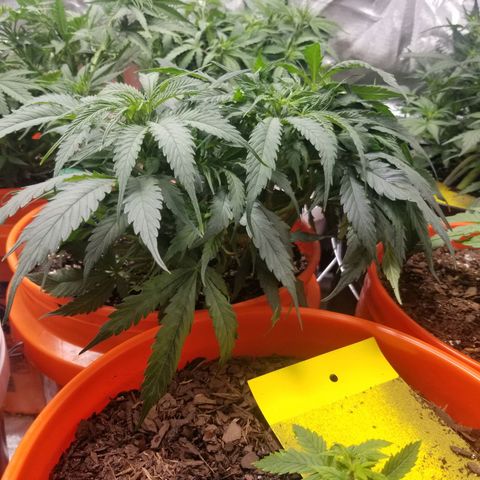 Unknown 1 growlog timeline photo