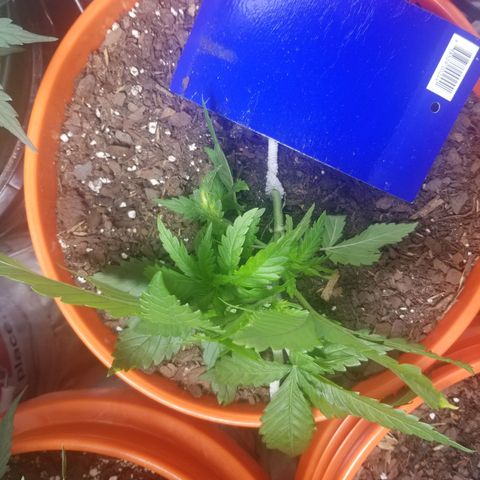 SMO3 growlog photo: LST