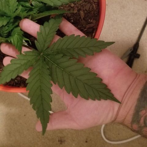 SMO3 growlog timeline photo