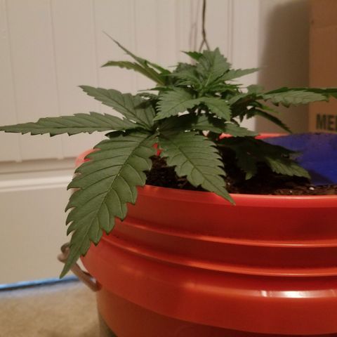 SMO3 growlog timeline photo