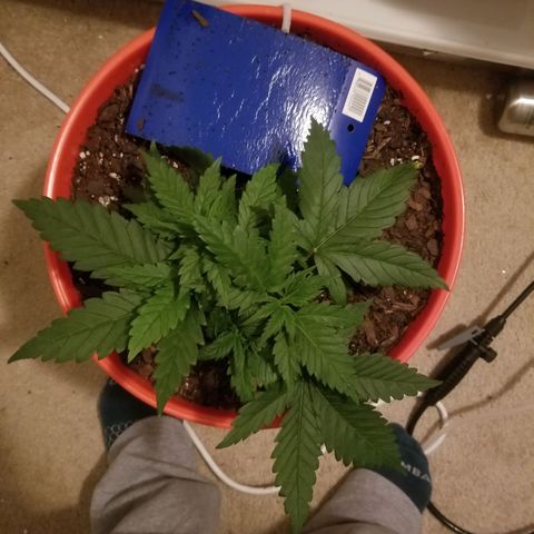 SMO3 growlog timeline photo