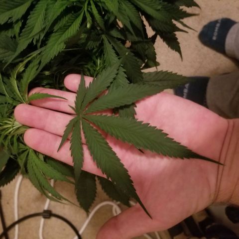 Unknown 1 growlog timeline photo