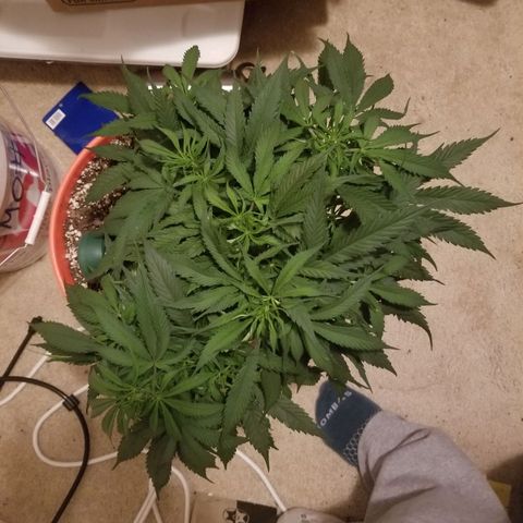 Unknown 1 growlog timeline photo