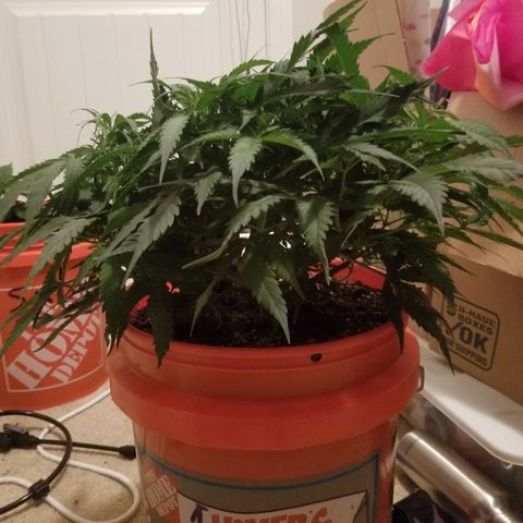 Unknown 1 growlog timeline photo