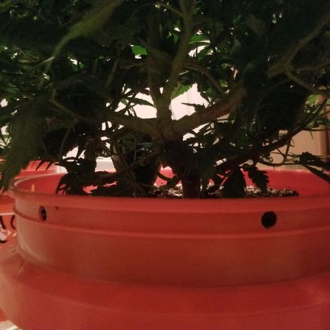 Unknown 1 growlog timeline photo