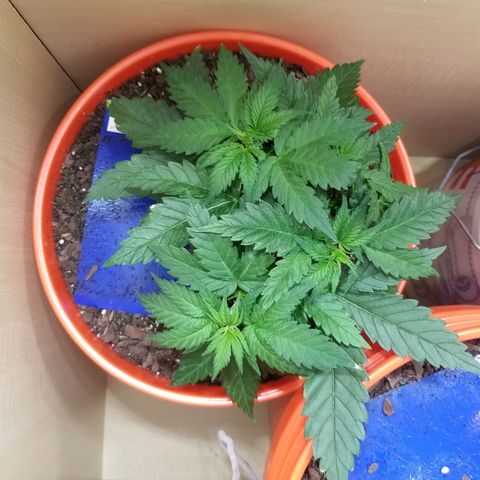 SMO3 growlog photo: moved to 900w veg chamber