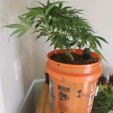 Unknown 1 growlog photo: flipped to flower
