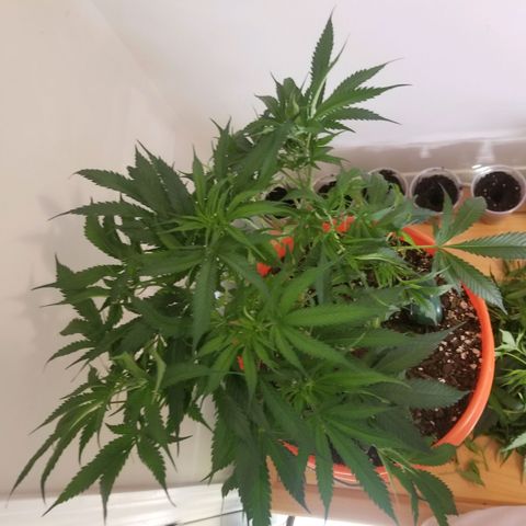 Unknown 1 growlog photo: flipped to flower