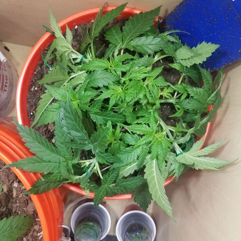 SMO3 growlog photo: LST