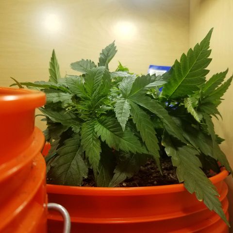 SMO3 growlog photo: LST