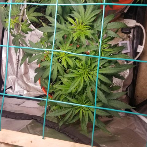 Unknown 1 growlog photo: Definate female 10 to 12 tops