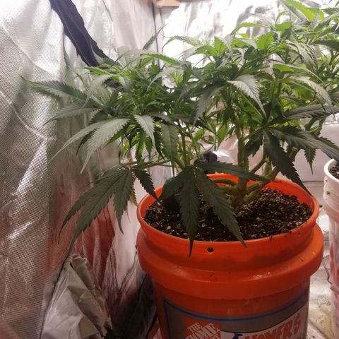 Unknown 1 growlog photo: Definate female 10 to 12 tops
