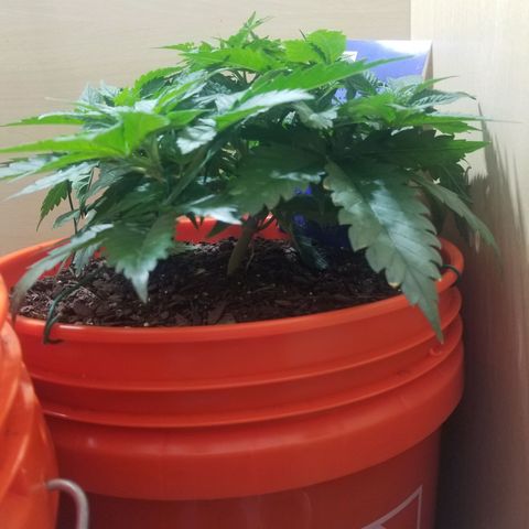 SMO3 growlog timeline photo