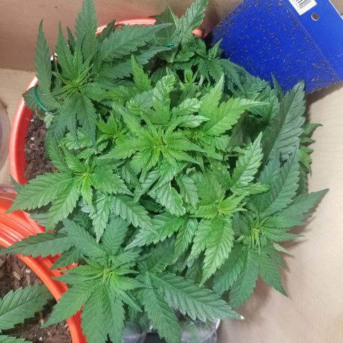 SMO3 growlog timeline photo