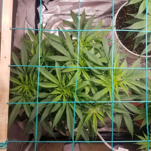 Unknown 1 growlog timeline photo