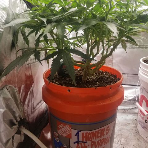 Unknown 1 growlog timeline photo