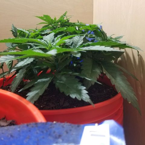 SMO3 growlog timeline photo