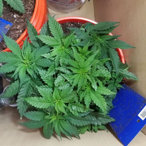 SMO3 growlog timeline photo