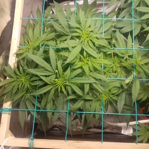 Unknown 1 growlog timeline photo