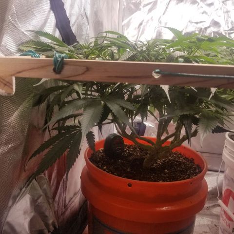 Unknown 1 growlog timeline photo