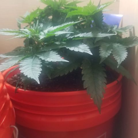 SMO3 growlog timeline photo