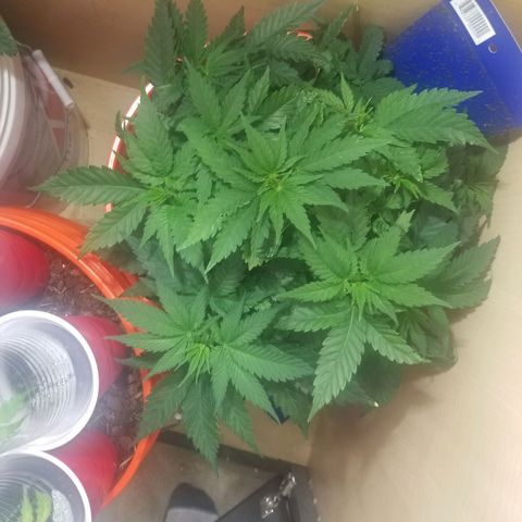 SMO3 growlog timeline photo