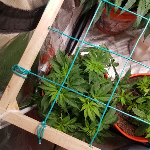 SMO3 growlog timeline photo