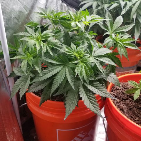 SMO3 growlog timeline photo