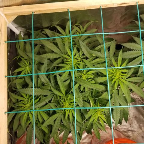 Unknown 1 growlog timeline photo