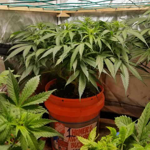 Unknown 1 growlog timeline photo