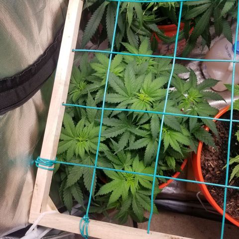 SMO3 growlog photo: 10 to 15 ml per gal tiger bloom.  collective runoff was between 7 and 8.