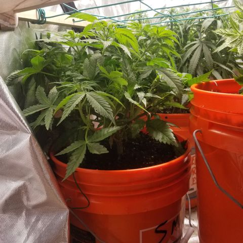 SMO3 growlog photo: 10 to 15 ml per gal tiger bloom.  collective runoff was between 7 and 8.
