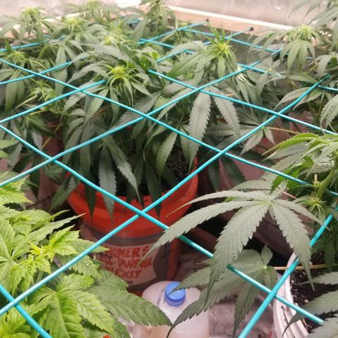 Unknown 1 growlog photo: 10 to 15 ml per gal tiger bloom.  collective runoff was between 7 and 8.