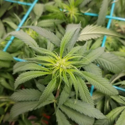 Unknown 1 growlog photo: 10 to 15 ml per gal tiger bloom.  collective runoff was between 7 and 8.