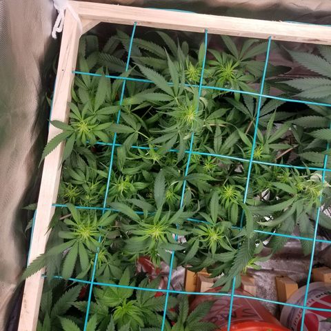 Unknown 1 growlog photo: 10 to 15 ml per gal tiger bloom.  collective runoff was between 7 and 8.