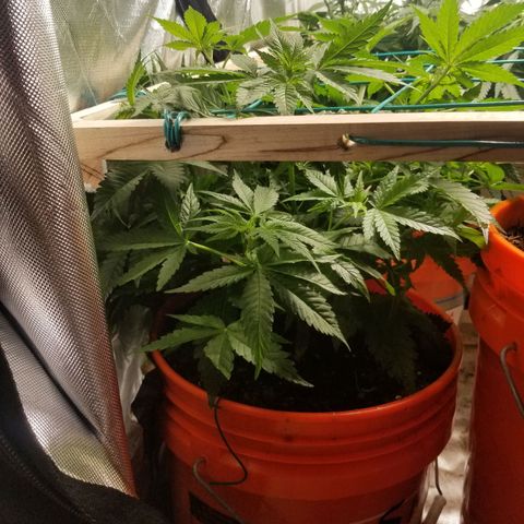 SMO3 growlog timeline photo