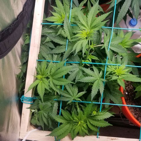 SMO3 growlog timeline photo