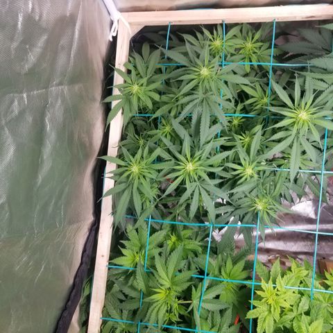 Unknown 1 growlog timeline photo