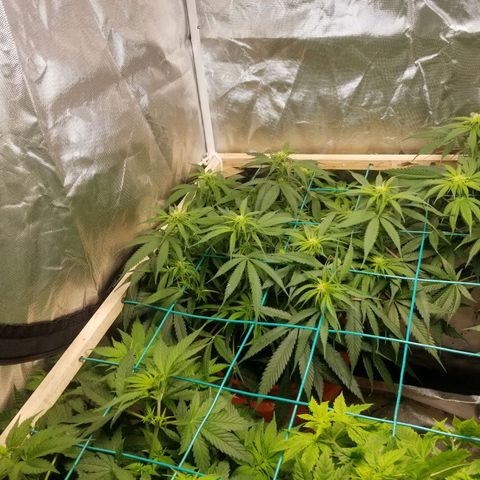 Unknown 1 growlog timeline photo