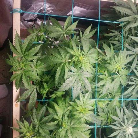 SMO3 growlog photo: definate female