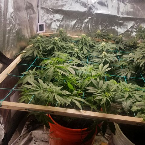 SMO3 growlog photo: definate female