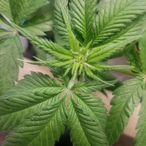 SMO3 growlog photo: definate female