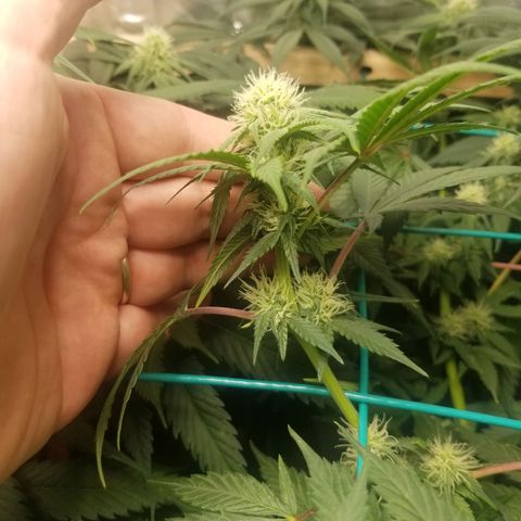 Unknown 1 growlog timeline photo