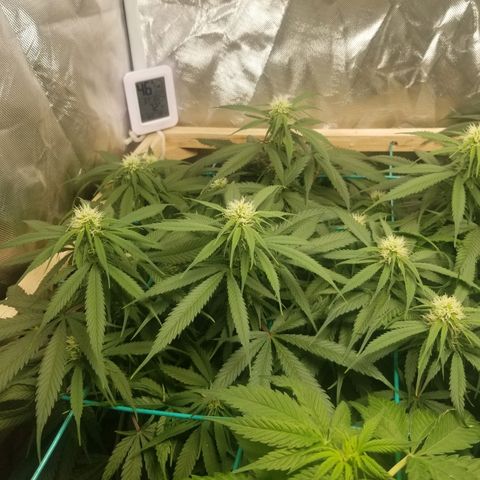 Unknown 1 growlog timeline photo