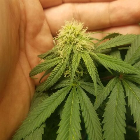 Unknown 1 growlog timeline photo