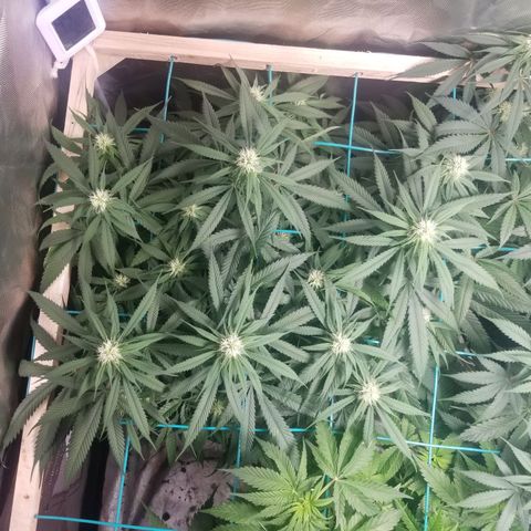 Unknown 1 growlog timeline photo