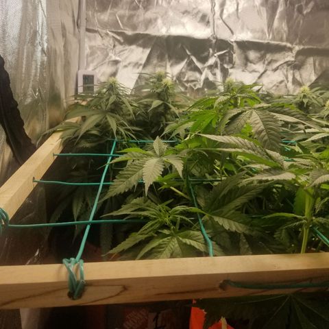 Unknown 1 growlog timeline photo