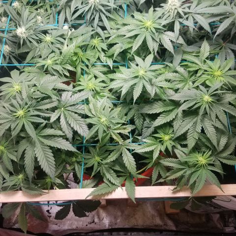 SMO3 growlog photo: FEMALE