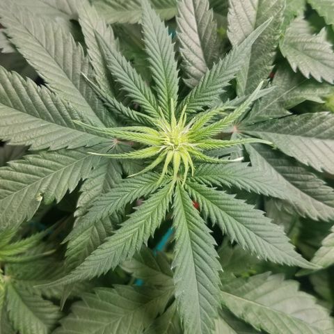 SMO3 growlog photo: FEMALE