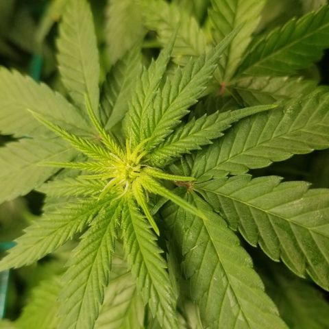 SMO3 growlog photo: FEMALE